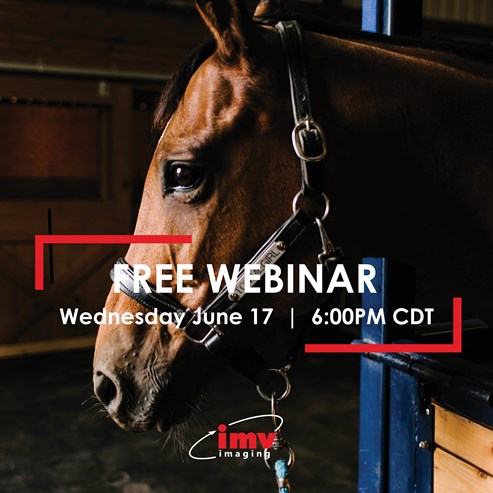 Equine webinar
