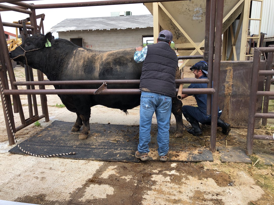 Bull testicle scanning