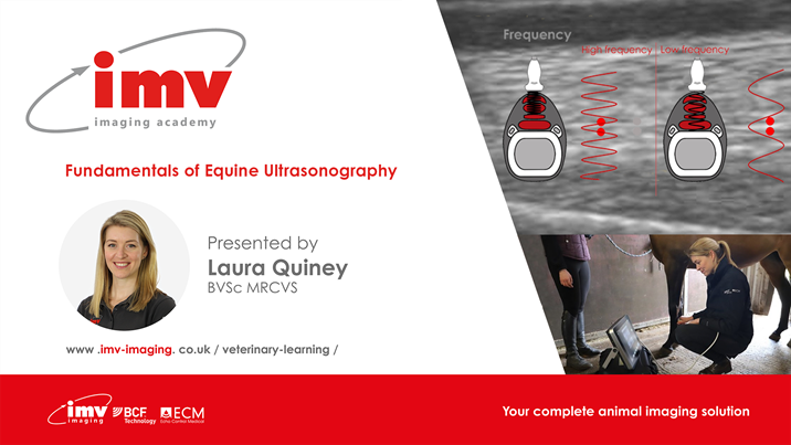 Fundamentals of Equine Ultrasonography