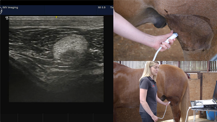 equine stifle video series