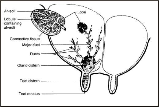 Udder anatomy